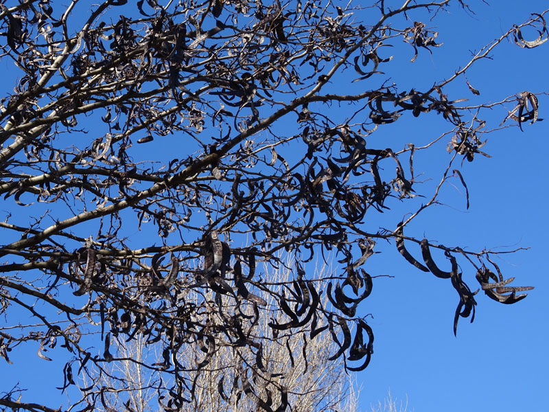 Gleditsia triacanthos var. inermis - Fabaceae